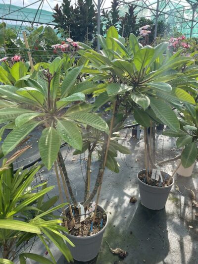 FRANGIPANI POMELIA Vaso 19 litri