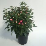 pianta di fucsia