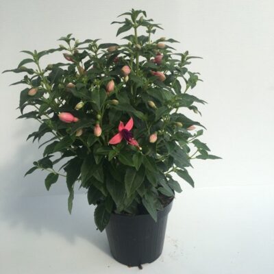 pianta di fucsia