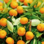 KUMQUAT OBOVATA Fortunella obovata