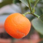 frutto di kucle