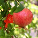 particolare del frutto di melograno mollar de elche