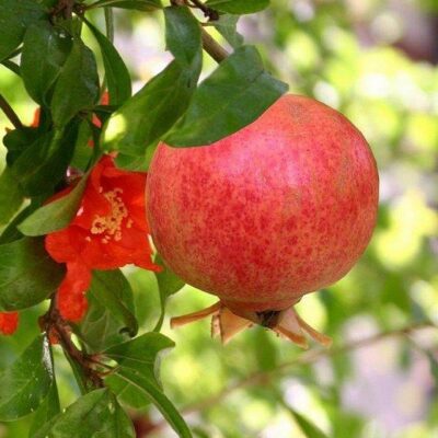 particolare del frutto di melograno mollar de elche
