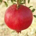 frutto di melograno parfianca