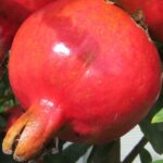 frutto di melograno wonderful