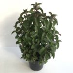 vasetto di menta cioccolato