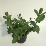 piantina in vaso di menta mojito hierba buena