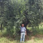 primo piano di olivo ermanno rosati