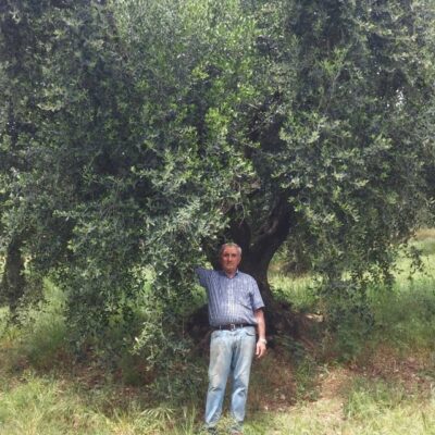 primo piano di olivo ermanno rosati