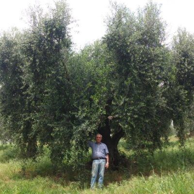 primo piano di olivo ermanno rosati