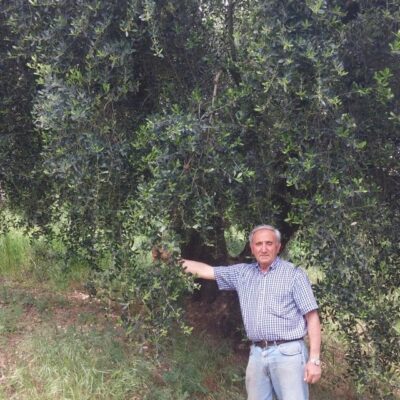 particolare delle pianta di olivo ermanno rosati