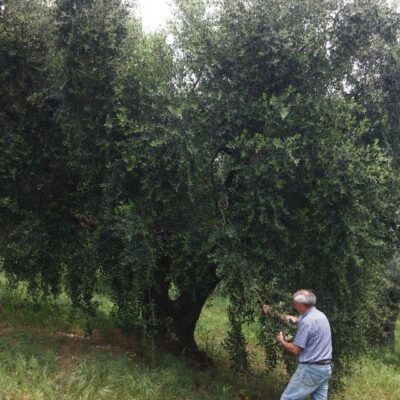 piante di olivo ermanno rosati