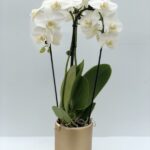 Orchidea Phalaenopsis ad arco