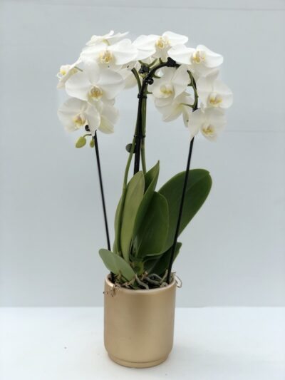 Orchidea Phalaenopsis ad arco