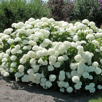 fioritura di ortensia arborescens annabelle