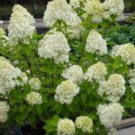 fioritura di ortensia paniculata llimelight