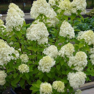 fioritura di ortensia paniculata llimelight