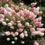 fioritura di ortensia paniculata vanille fraise