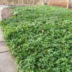 distesa di pachysandra terminalis