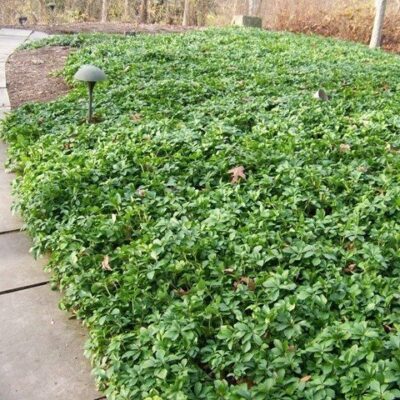 distesa di pachysandra terminalis
