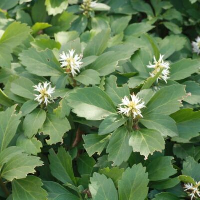 PACHYSANDRA TERMINALIS - immagine 2