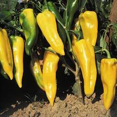 frutti di peperone corno giallo ringo