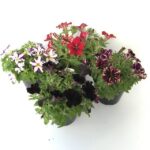 vari colori di petunia crazytunia