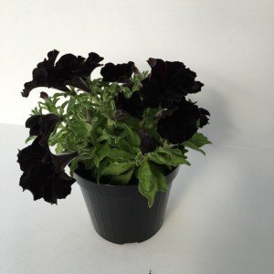 piantina di petunia crazytunia black mamba