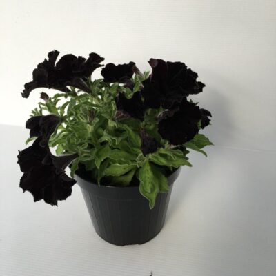 piantina di petunia crazytunia black mamba