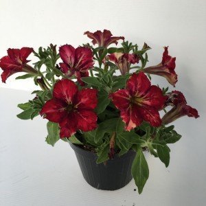 piantina in vaso di petunia crazytunia mandeville