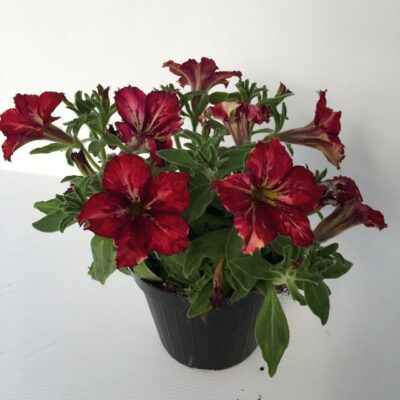 piantina in vaso di petunia crazytunia mandeville