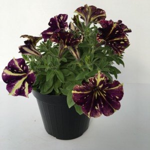 piantina di petunia crazytunia star jubilee