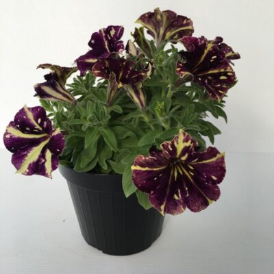 piantina di petunia crazytunia star jubilee