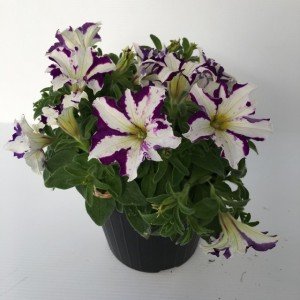piantina di petunia crazytunia starlight blue