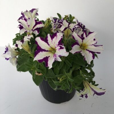 piantina di petunia crazytunia starlight blue