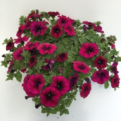 pianta di petunia la signora dark purple