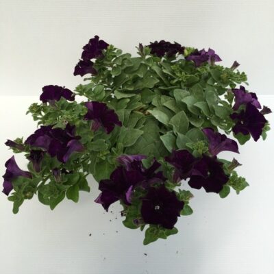 primo piano di petunia la signora dark velvet