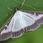 Adulto di Piralide del Bosso (Cydalima perspectalis)