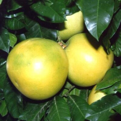 frutti di pomelo chandler