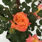 fiore di rosa michel serrault