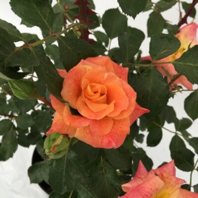 fiore di rosa michel serrault