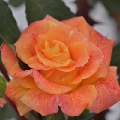 particolare del fiore di rosa michel serrault