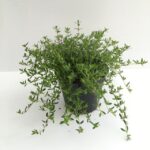 piantina di timo precoce thymus praecox coccineus