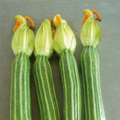 frutti di zucchino romano cesare