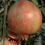 melograno dente di cavallo