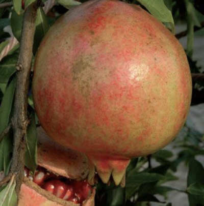 melograno dente di cavallo