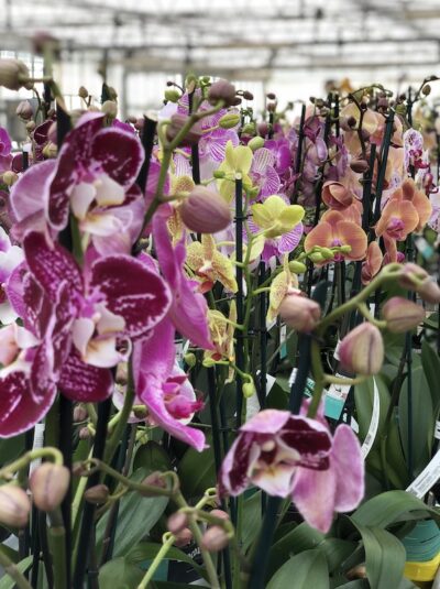 piante di Orchidea Phalaenopsis