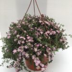 pianta di barba di giove drosanthemum hispidum