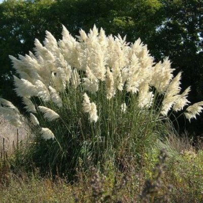 Cortaderia selloana Erba della Pampa