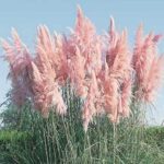 Cortaderia selloana 'Rendatleri'
